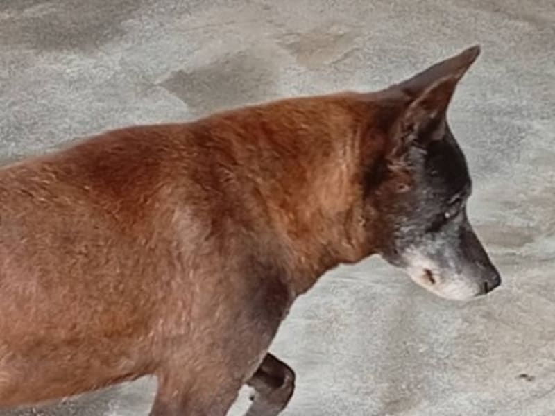 ミックス犬(メス・成犬・黒)、大型, 施設番号 …023D. 顔のアップです。