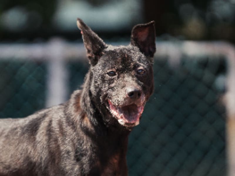 Perro mestizo macho adulto (negro), Mediano, refugio n.º …1102. Más cerca de la cara.