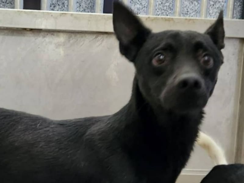 Perro mestizo macho joven (negro), Pequeño, refugio n.º …4003. Más cerca de la cara.
