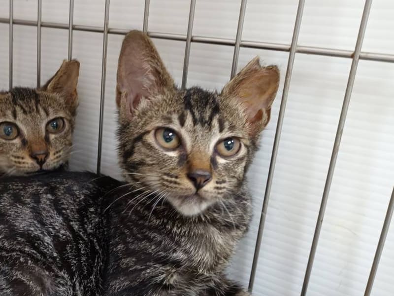 Tabby young male mixed-breed cat, Small, shelter no. …0703. Closer on the face.
