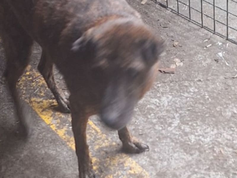 ミックス犬(メス・成犬・トラ)、大型, 施設番号 …095D. 顔のアップです。