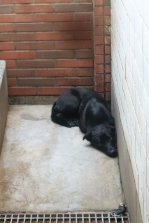 Perra mestiza hembra adulta (negro), Grande, refugio n.º …0433. Más cerca de la cara.