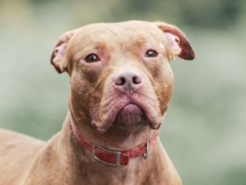 Pit bull terrier americano hembra adulta (canela), Mediano, refugio n.º …5002. Más cerca de la cara.