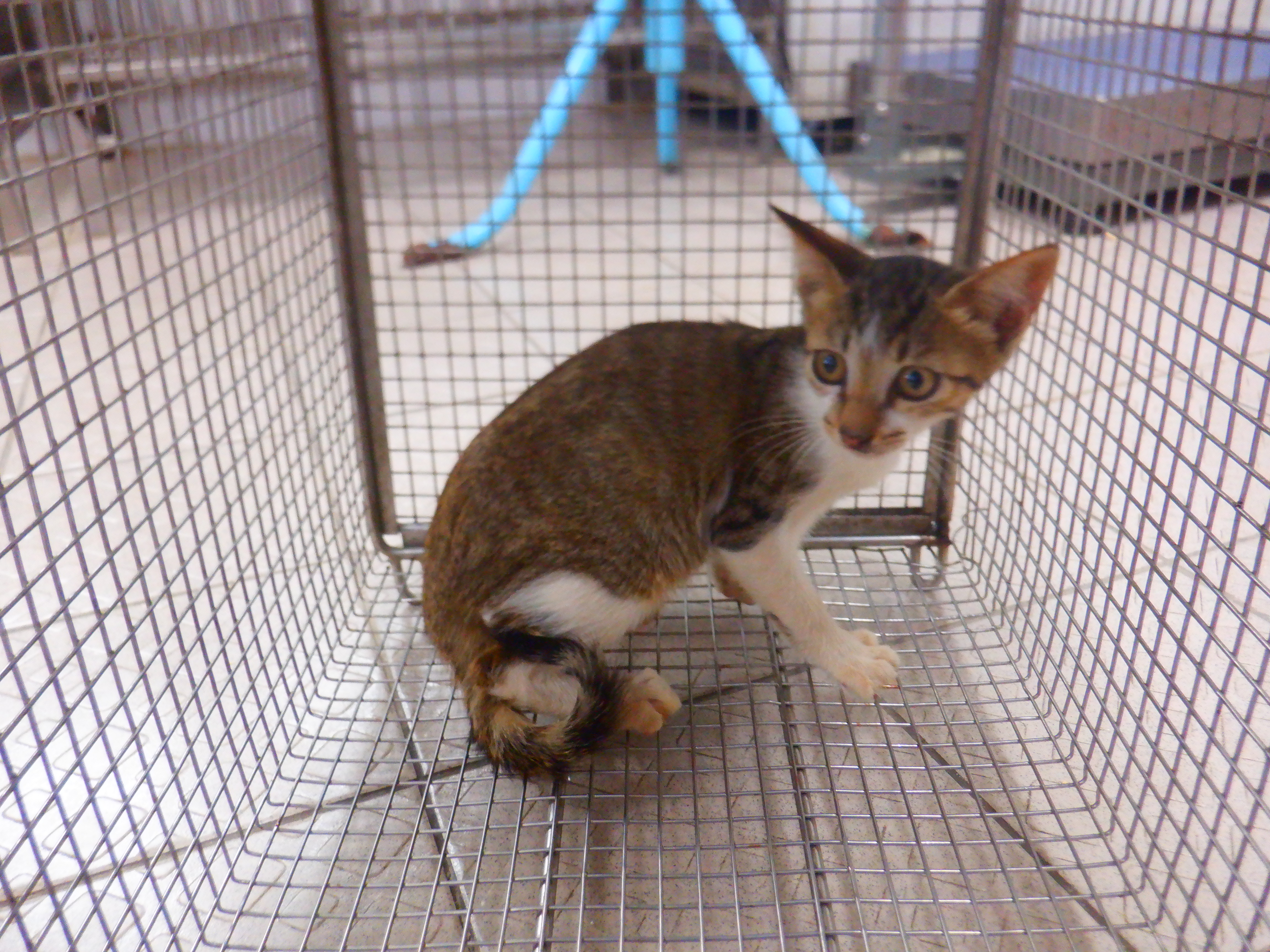 虎斑白色青年母混種貓,小型, 收容編號 …07C2