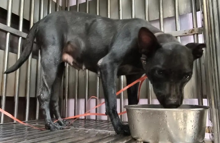 Black adult female mixed-breed dog, Medium, shelter no. …8002
