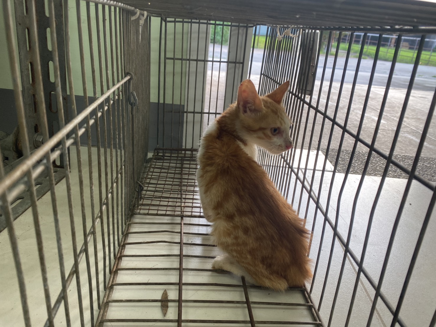 Pusang halo ang lahi (Babae, Bata, dilaw at may guhit), Maliit, blg. ng shelter …8C06. Mas malapit sa mukha.