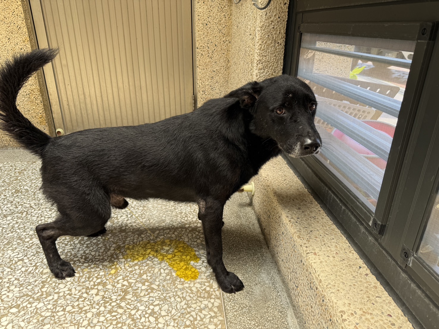 Perro mestizo macho adulto (negro), Grande, refugio n.º …3B12. Más cerca de la cara.