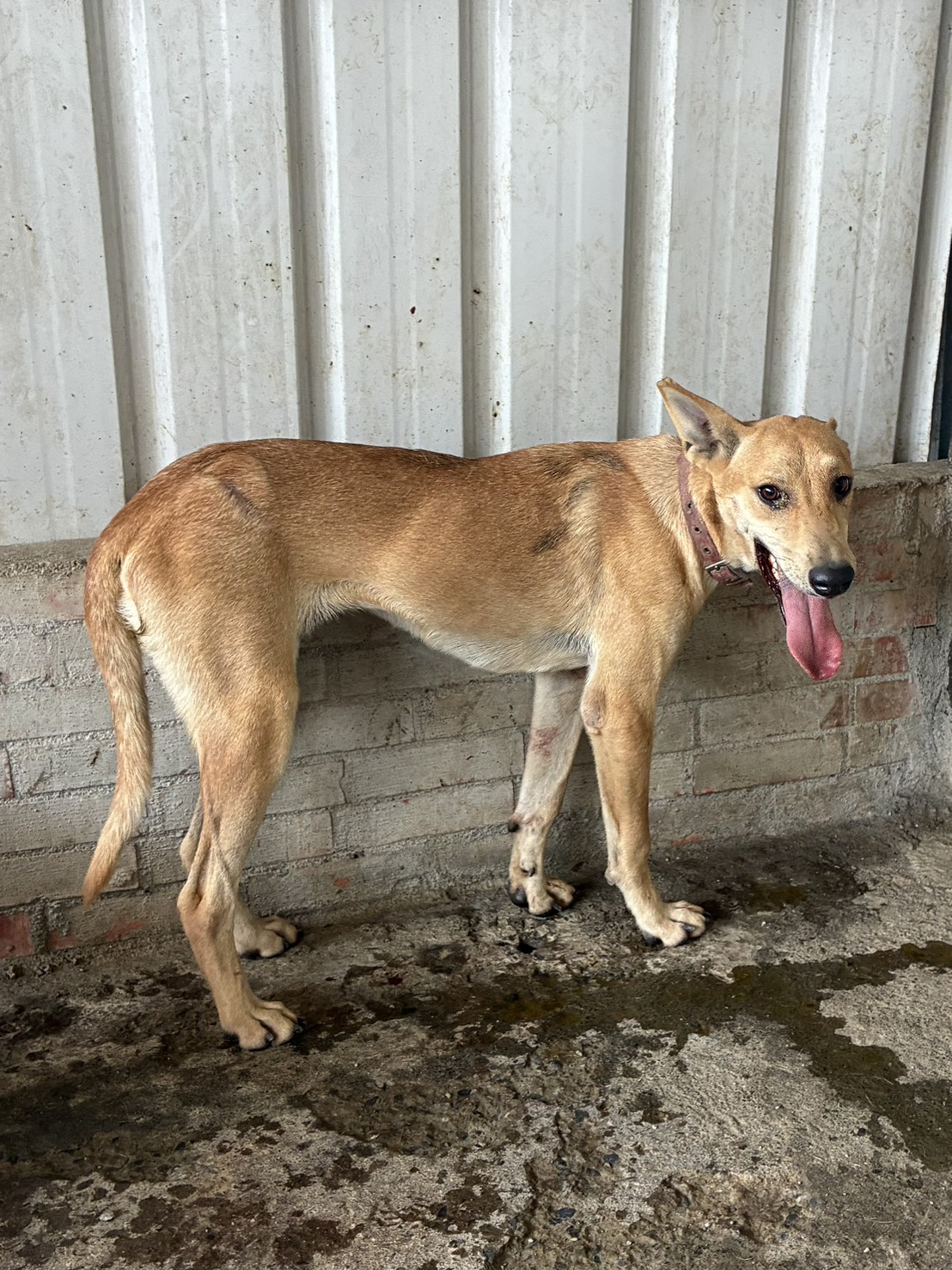 Perra mestiza hembra adulta (canela), Mediano, refugio n.º …8009