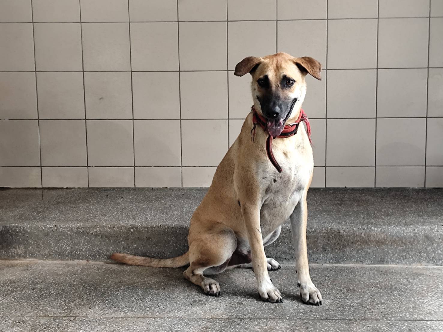 Perro mestizo macho adulto (canela), Grande, refugio n.º …2508. Más cerca de la cara.