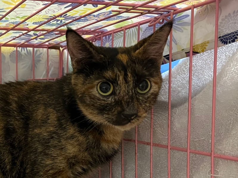 ミックス猫(メス・成猫・黒と茶)、中型, 施設番号 …1905. 顔のアップです。