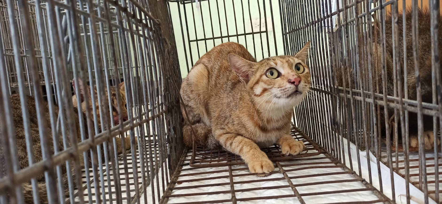 ミックス猫(メス・成猫)、小型, 施設番号 …8C04. 顔のアップです。