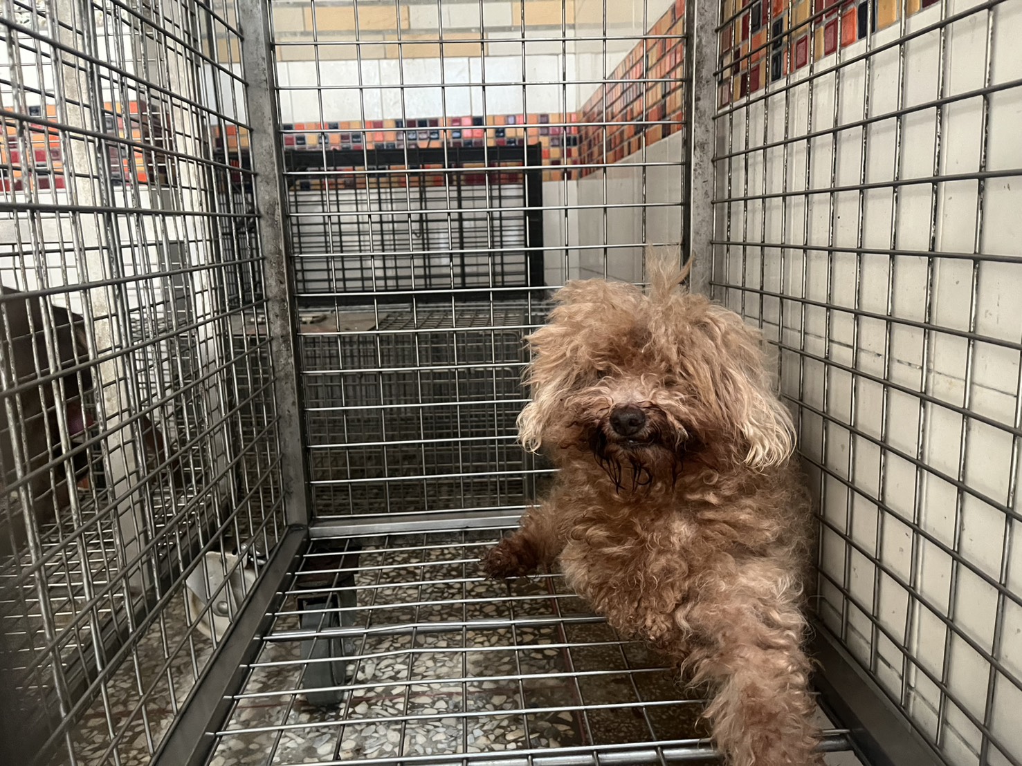 棕色成年母貴婦犬,小型, 收容编号 …31W8. 脸部特写。