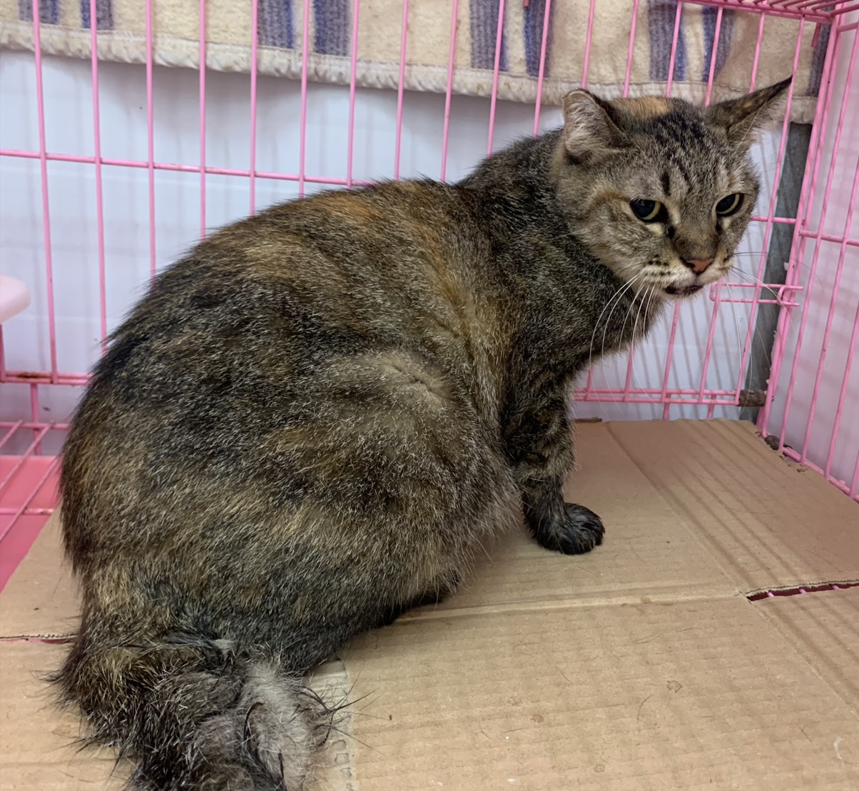 Chatte croisée femelle adulte (tigré), Petit, refuge n° …2501. Plus près du visage.