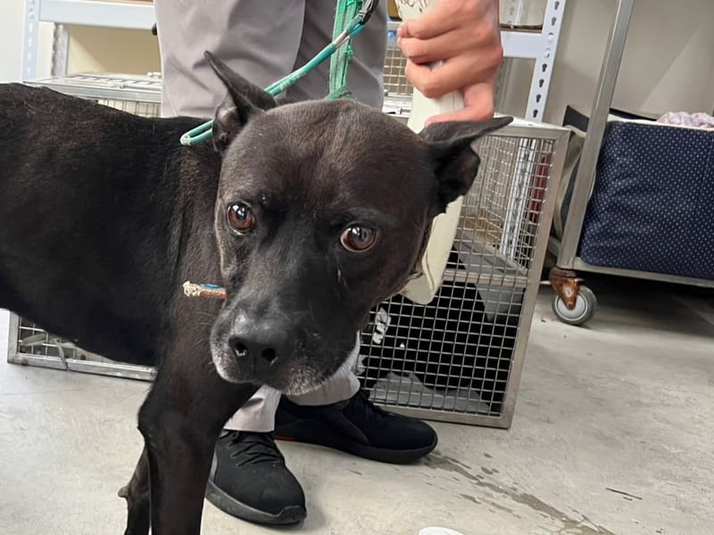 Perro mestizo macho adulto (negro), Mediano, refugio n.º …2404. Más cerca de la cara.