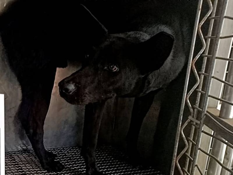 Black adult male mixed-breed dog, Large, shelter no. …027D. Closer on the face.