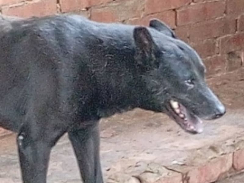 ミックス犬(オス・成犬・黒)、大型, 施設番号 …015D. 顔のアップです。