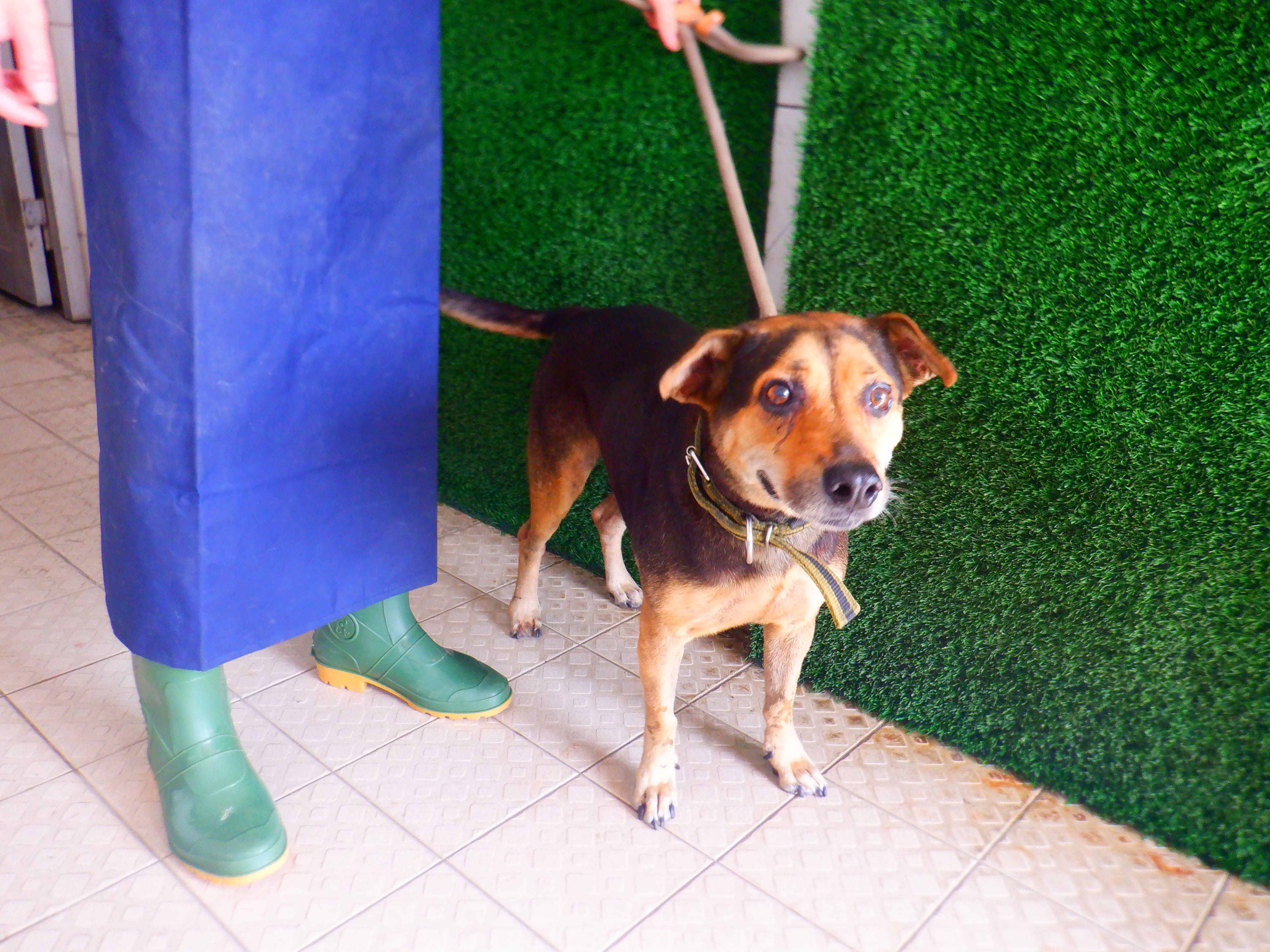 Perro mestizo macho adulto (negro y canela), Mediano, refugio n.º …1195. Más cerca de la cara.