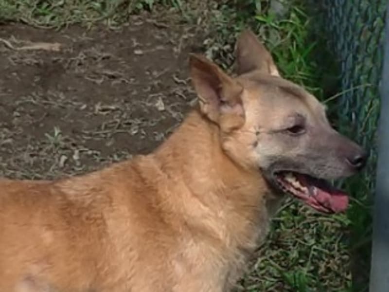 黄色成年母混种犬,中型, 收容编号 …2604. 脸部特写。