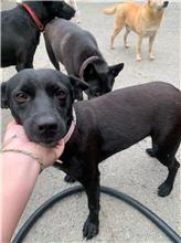 Black adult female mixed-breed dog, Medium, shelter no. …4019