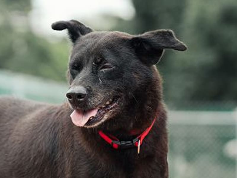 Perra mestiza hembra adulta (negro), Mediano, refugio n.º …2201. Más cerca de la cara.