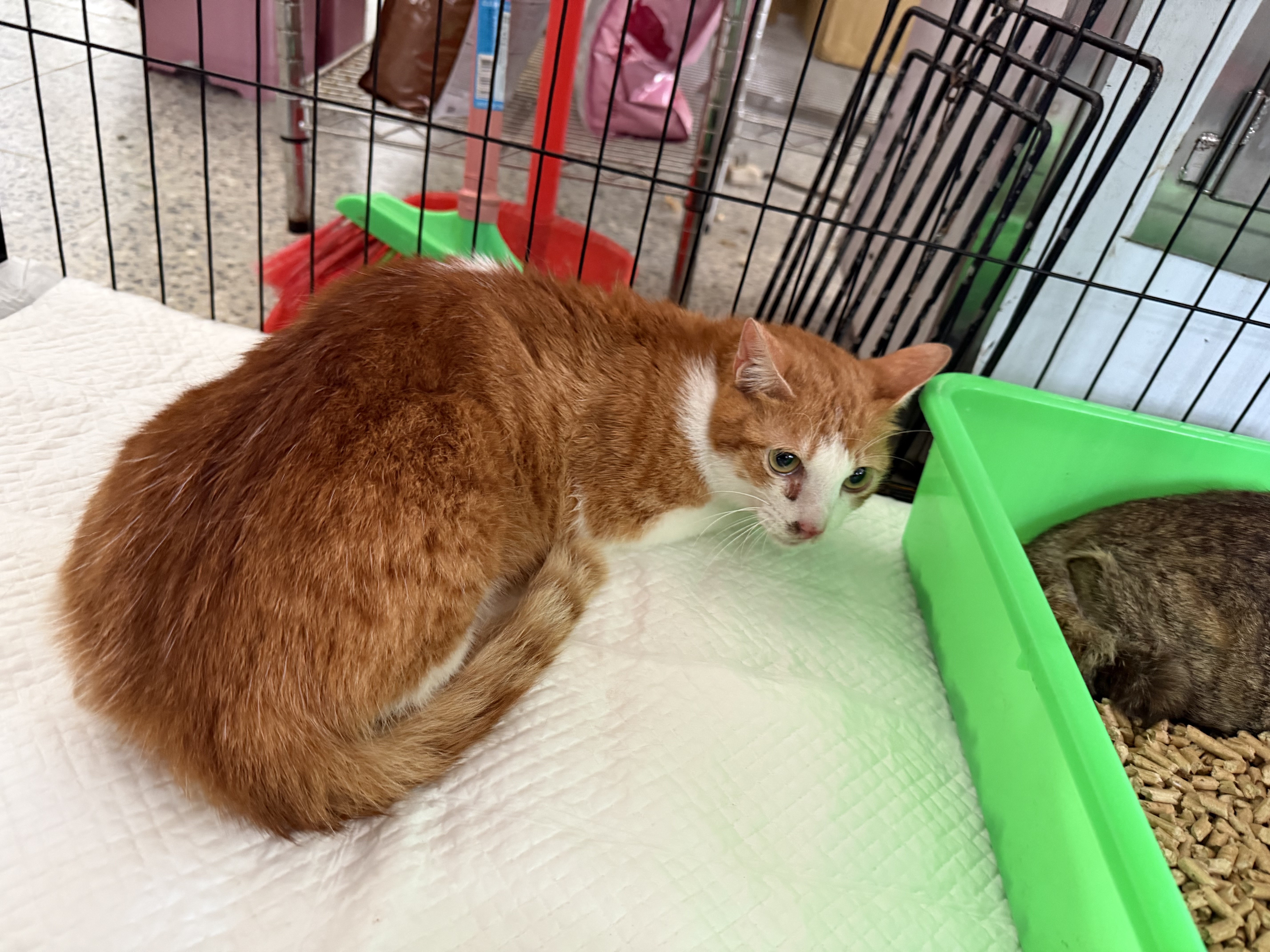 Gato mestizo macho adulto (marrón), Mediano, refugio n.º …9006. Más cerca de la cara.