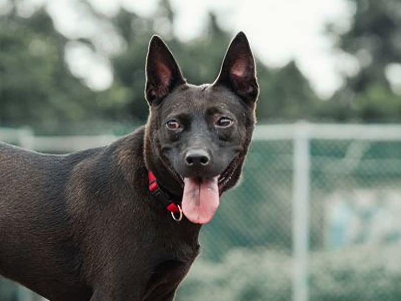 Black adult male mixed-breed dog, Medium, shelter no. …0604. Closer on the face.