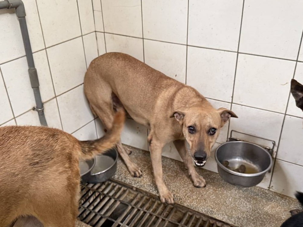Perro mestizo macho adulto (canela), Grande, refugio n.º …1A24. Más cerca de la cara.