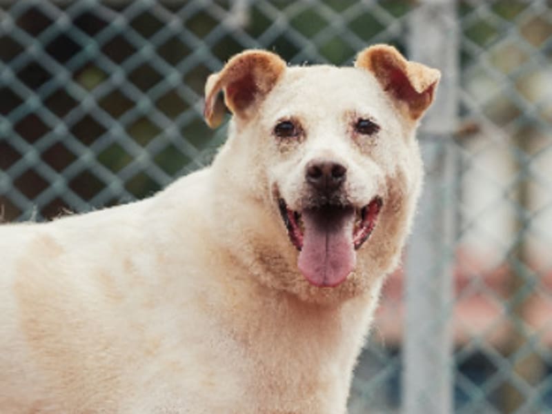 Perro mestizo macho adulto (blanco), Mediano, refugio n.º …1309. Más cerca de la cara.
