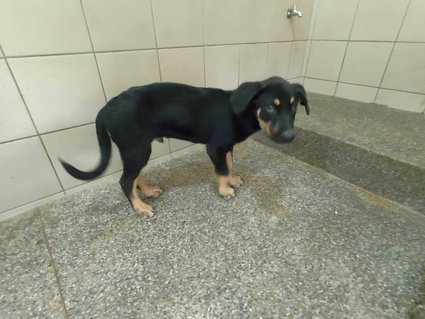 Perro mestizo macho joven (negro), Pequeño, refugio n.º …2602. Más cerca de la cara.