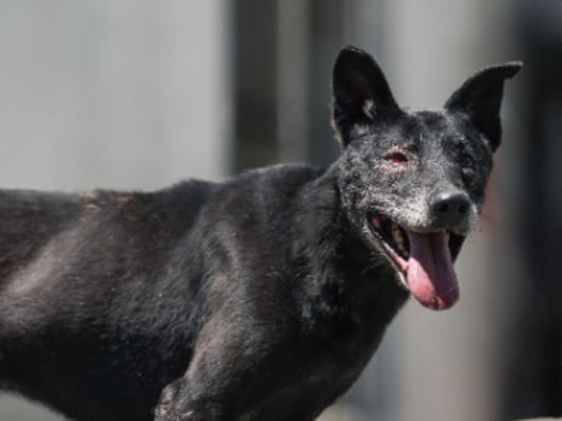 Perra mestiza hembra adulta (negro), Mediano, refugio n.º …2001. Más cerca de la cara.