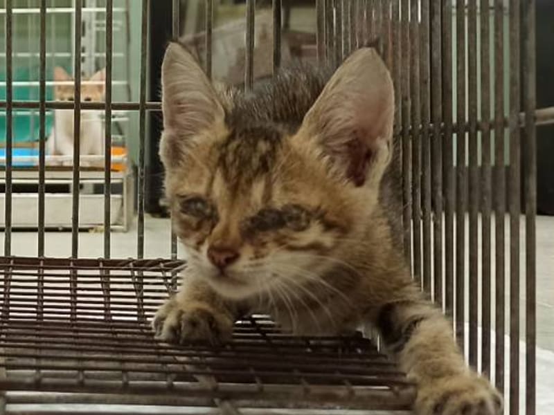 ミックス猫(メス・若い)、小型, 施設番号 …2C02. 顔のアップです。