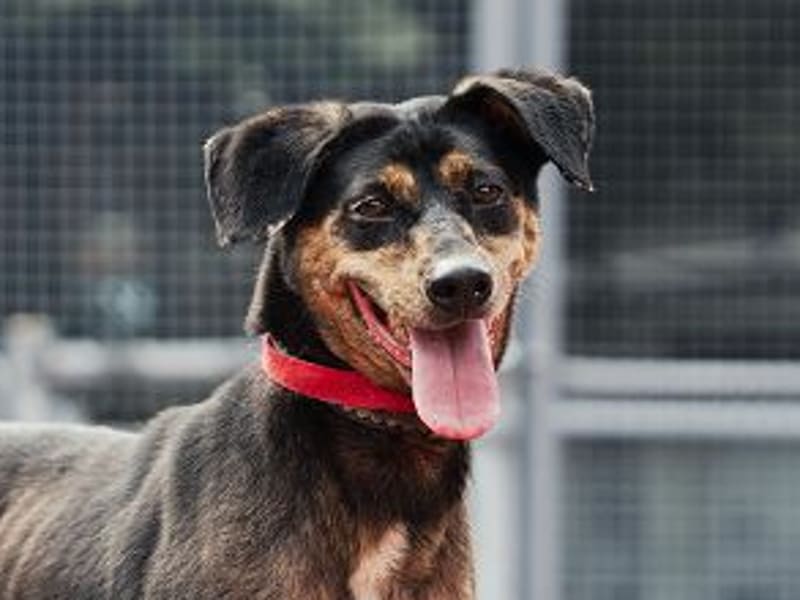 Perro mestizo macho adulto (negro y canela), Mediano, refugio n.º …0711. Más cerca de la cara.