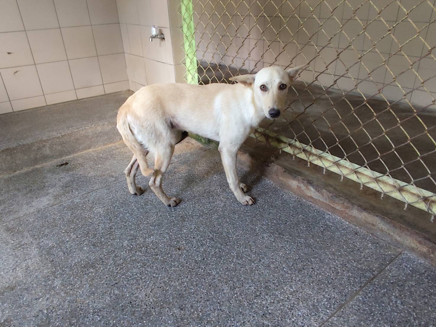 Chienne croisée femelle adulte (fauve), Grand, refuge n° …2113. Plus près du visage.