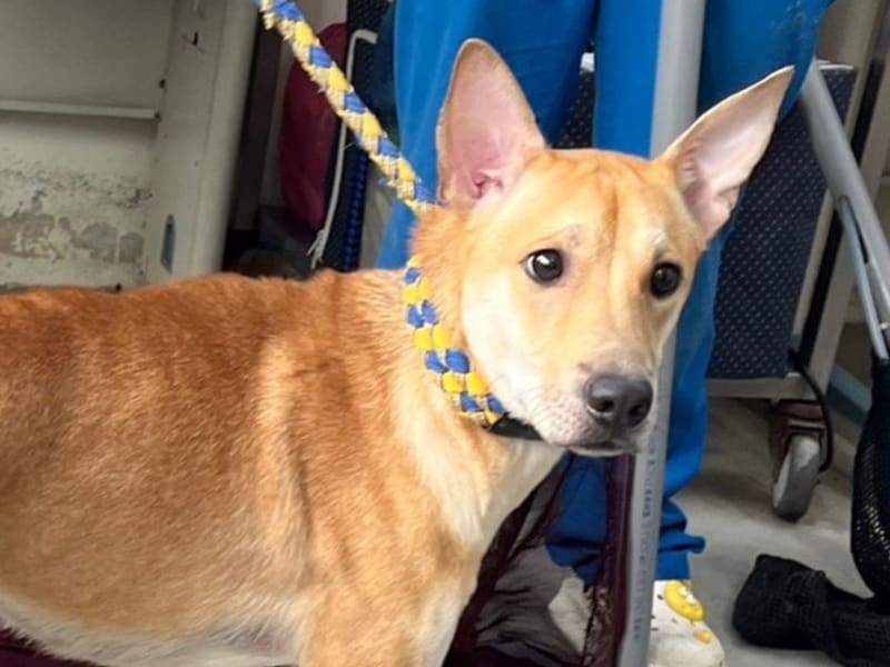ミックス犬(オス・成犬・茶と白)、中型, 施設番号 …0505. 顔のアップです。