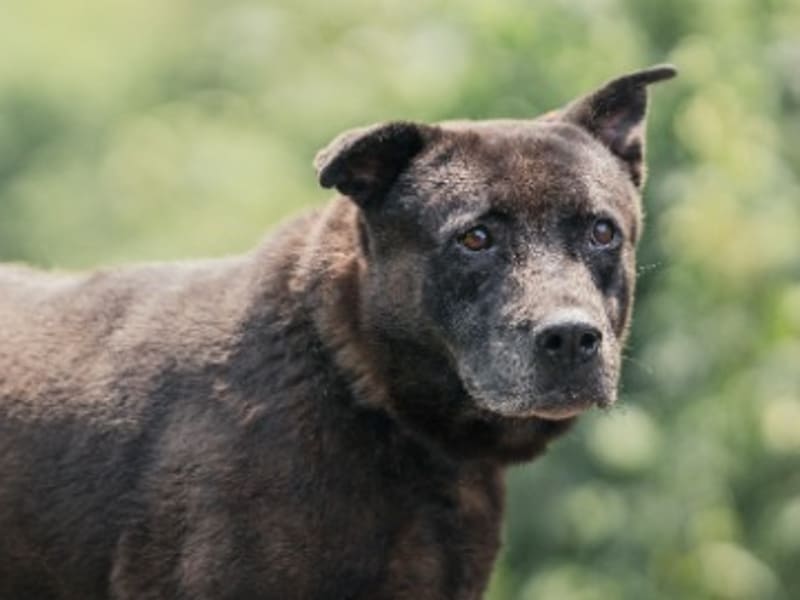 Perro mestizo macho adulto (negro), Mediano, refugio n.º …2001. Más cerca de la cara.