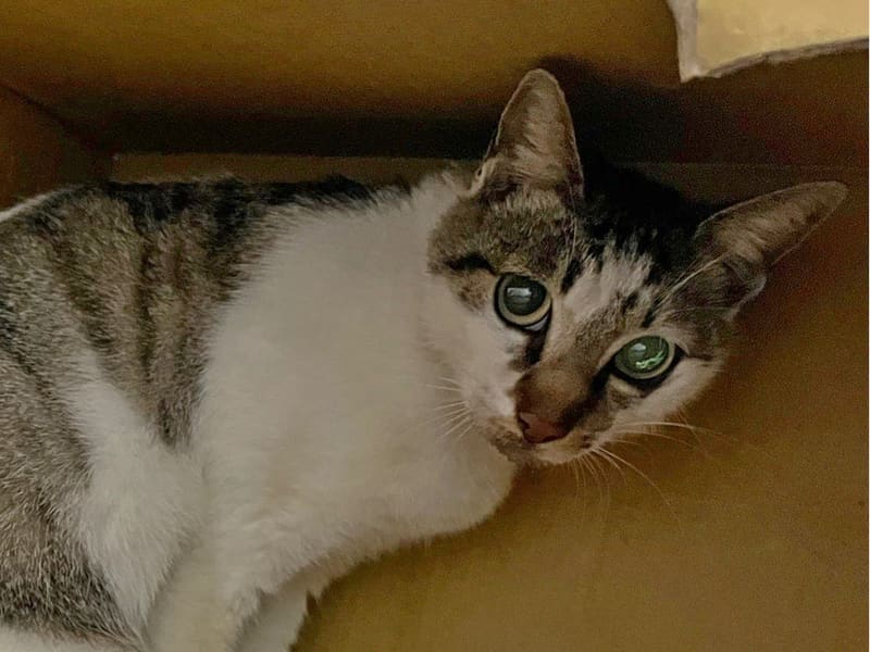 Chatte croisée femelle adulte (tigré et blanc), Petit, refuge n° …0204. Plus près du visage.