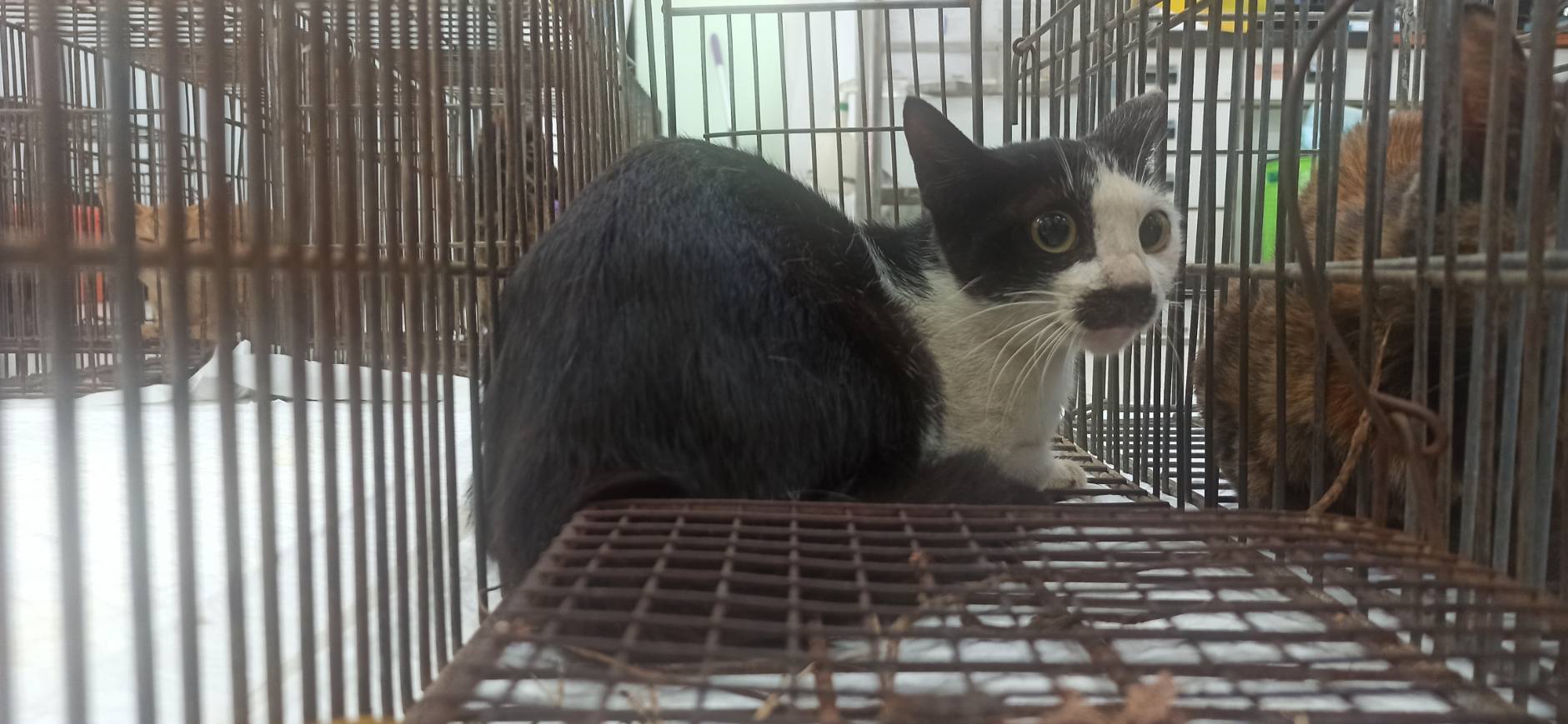 ミックス猫(メス・成猫・黒と白)、小型, 施設番号 …3C02. 顔のアップです。
