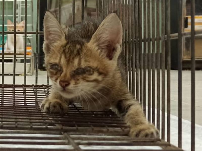 ミックス猫(メス・若い)、小型, 施設番号 …2C02. 全身です。