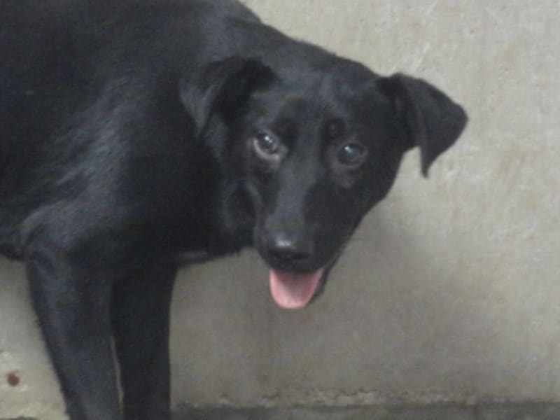 ミックス犬（メス・成犬・黒）、中型, 施設番号 …1104. 顔のアップです。