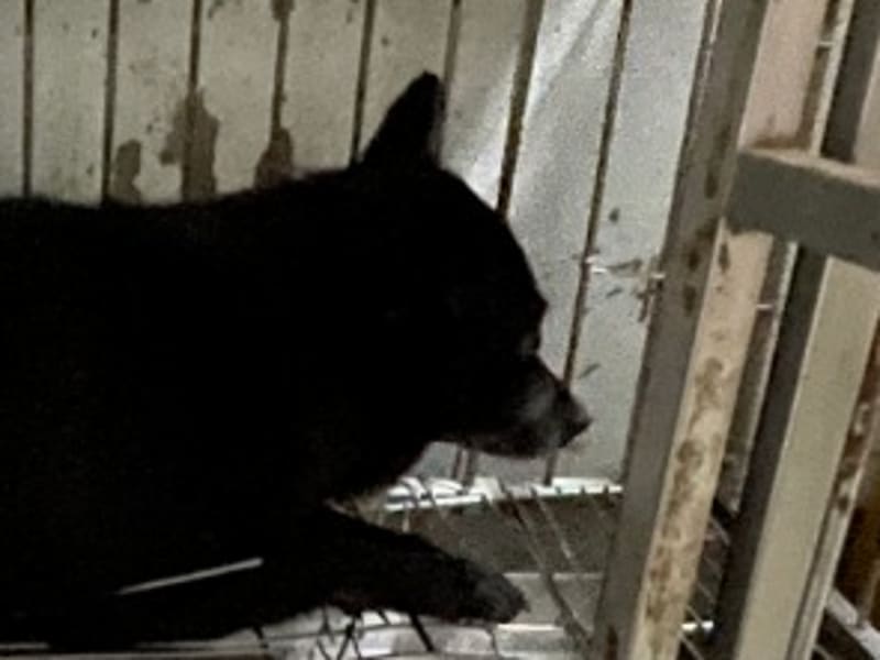 믹스견 (암컷, 성견, 검은색), 대형, 보호소 번호 …030D. 얼굴을 가까이서 본 모습이에요.