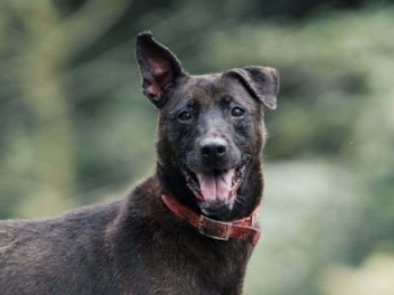 ミックス犬(オス・成犬・黒)、中型, 施設番号 …4010. 顔のアップです。