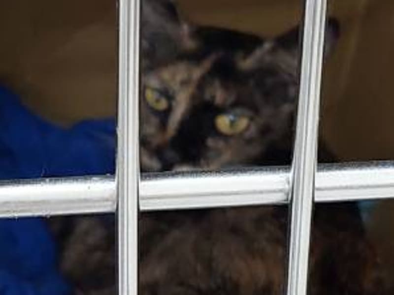 Adult female mixed-breed cat, Small, shelter no. …2001. Closer on the face.