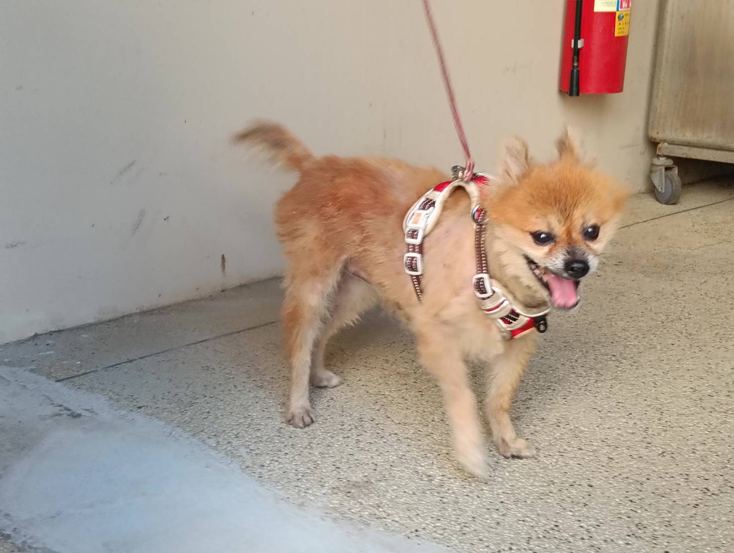 Tan adult male mixed-breed dog, Small, shelter no. …9001