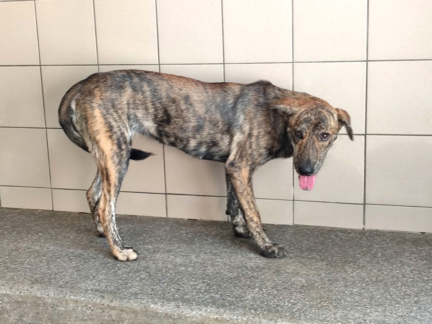 Perra mestiza hembra adulta (atigrado), Grande, refugio n.º …0803. Más cerca de la cara.