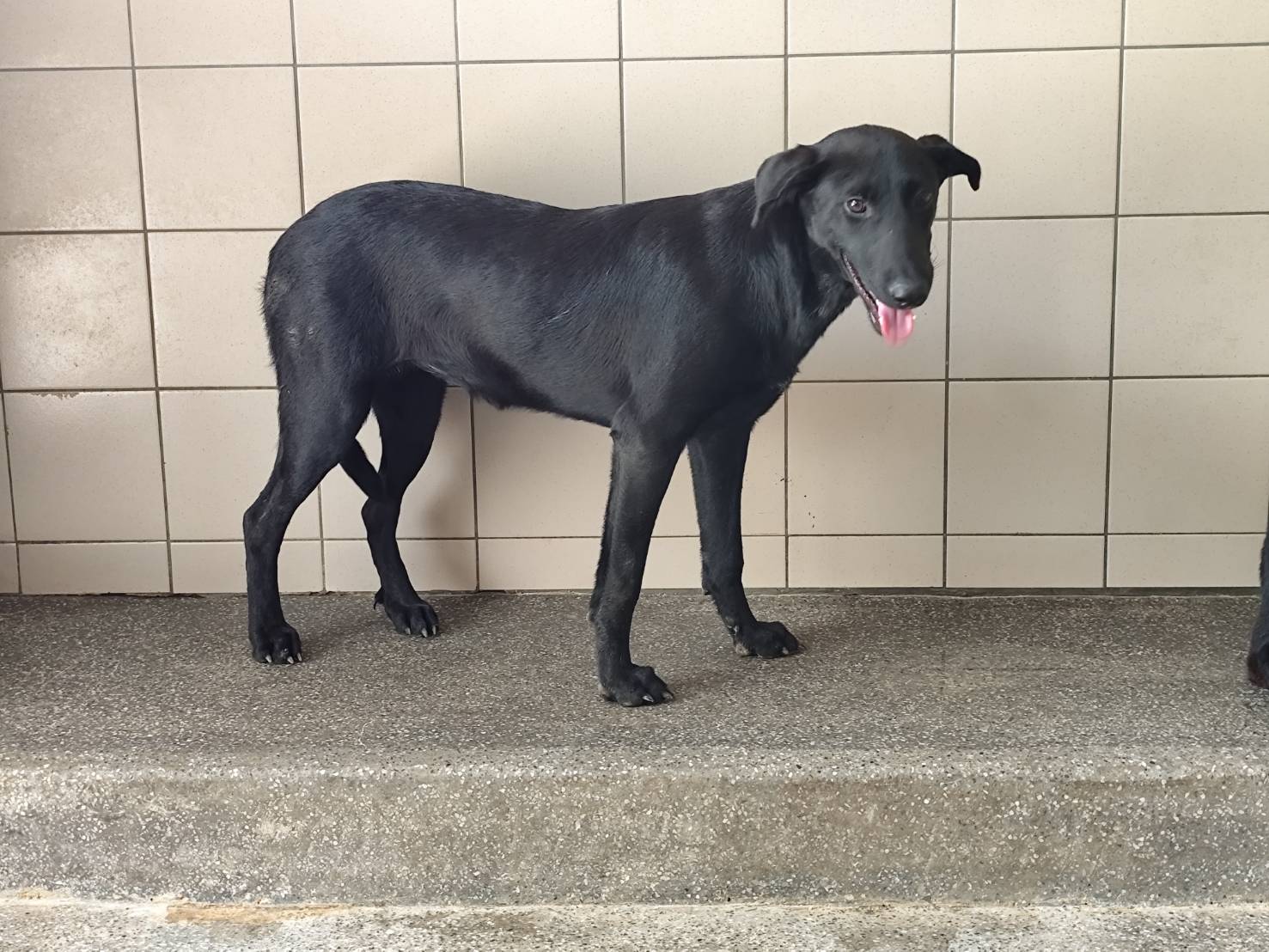 黑色成年母混种犬,大型, 收容编号 …0906. 脸部特写。