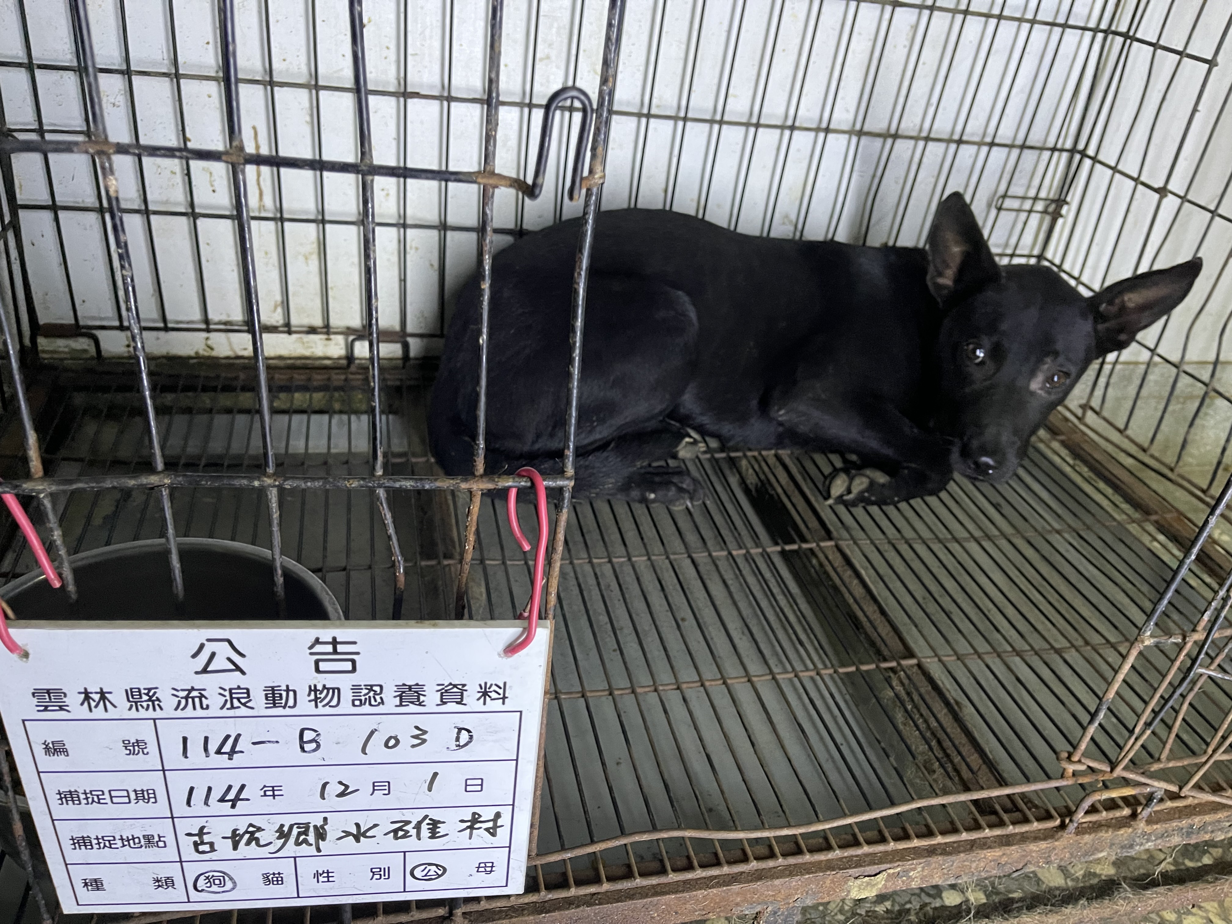 ミックス犬（オス・成犬・黒）、大型, 施設番号 …103D. 顔のアップです。
