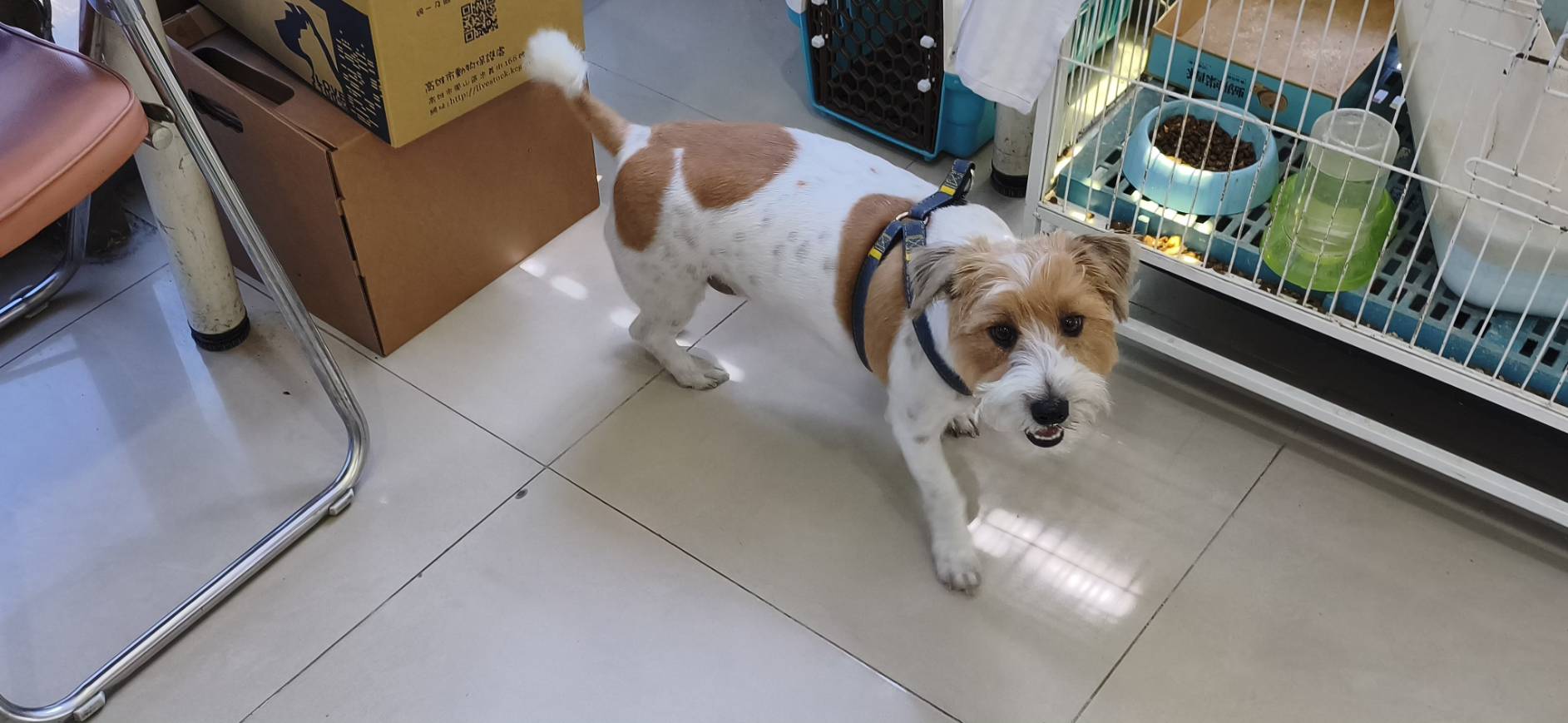 Jack Russell terrier macho adulto (manchado), Pequeño, refugio n.º …25W8. Más cerca de la cara.