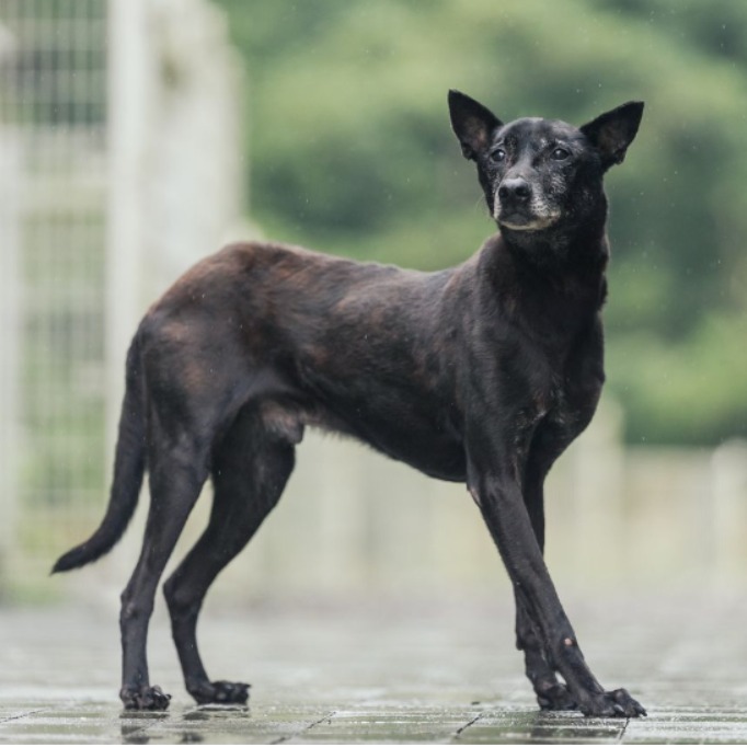 黑色成年公混種犬,中型, 收容編號 …1201. 臉部特寫。