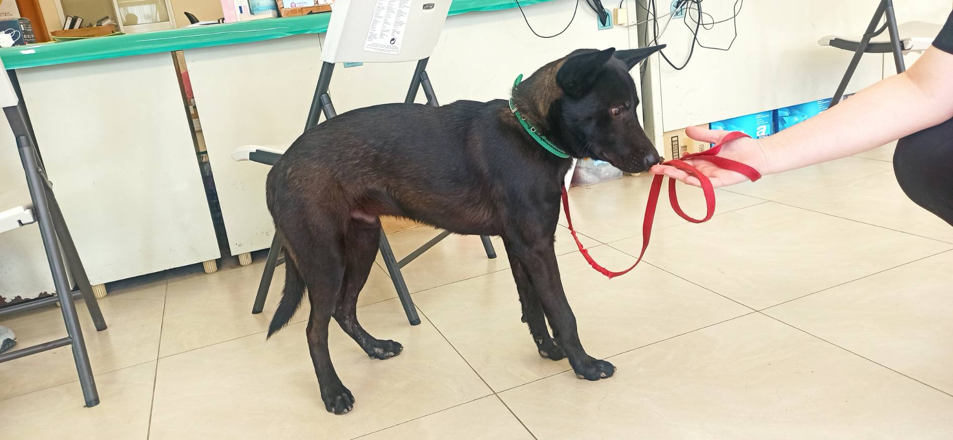 Perro mestizo macho joven (negro), Mediano, refugio n.º …6D01. Más cerca de la cara.