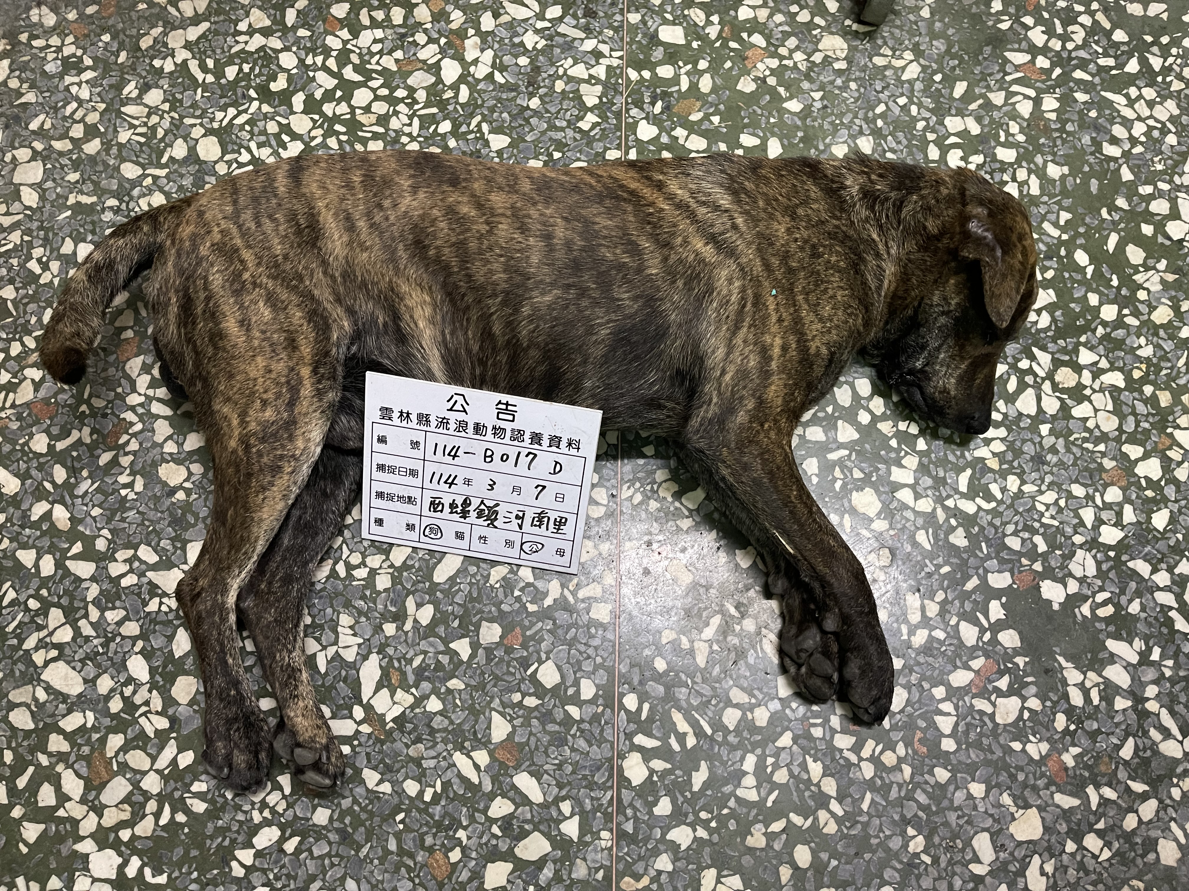 Perro mestizo macho adulto (atigrado), Grande, refugio n.º …017D. Más cerca de la cara.